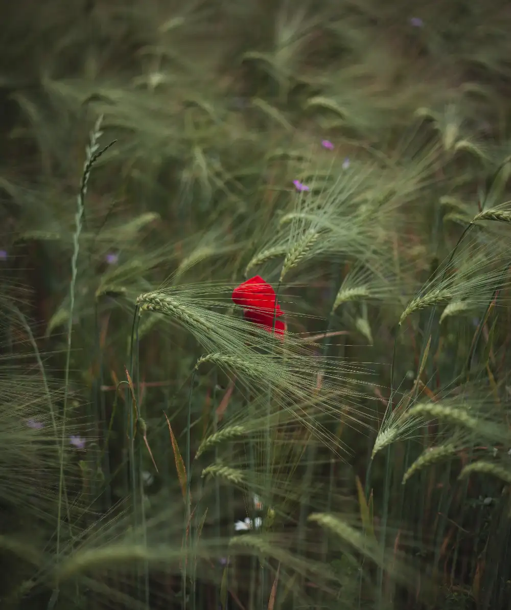 The Impact of Green Spaces on Mental Health